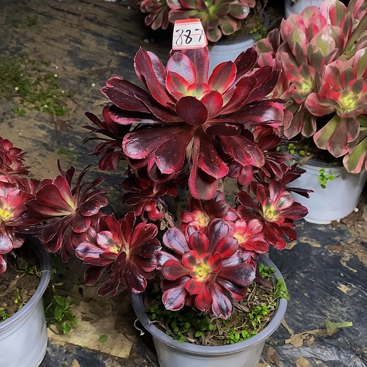 丽娜老桩捧花887h