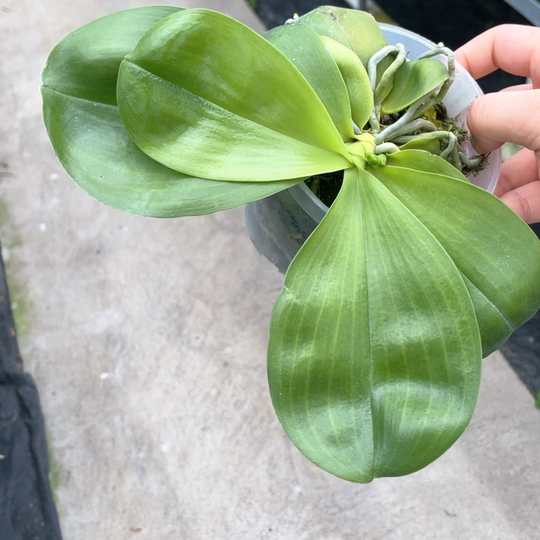 当前无花栽培后可以开花【绿鹿交绿虎】抽梗3.5，叶微