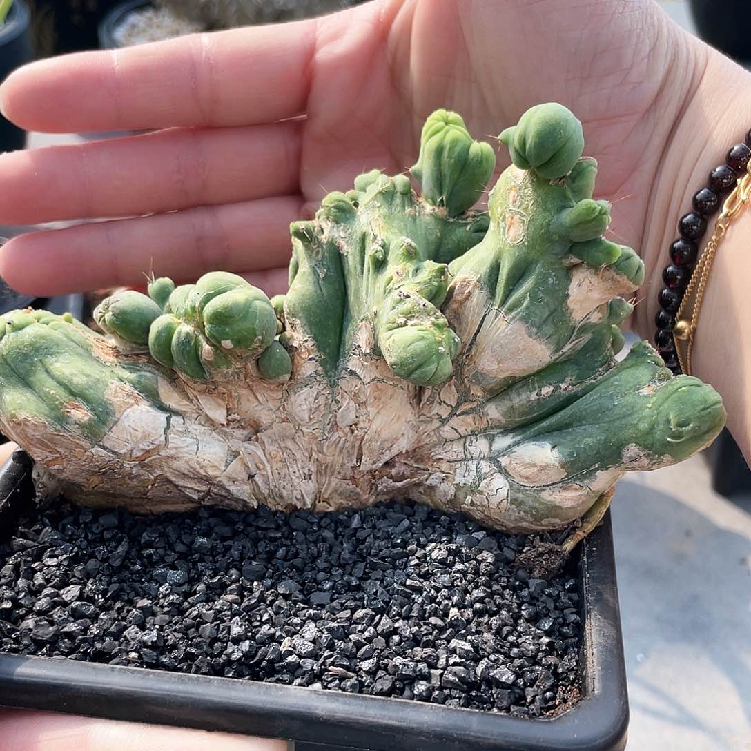 66666666666666666666