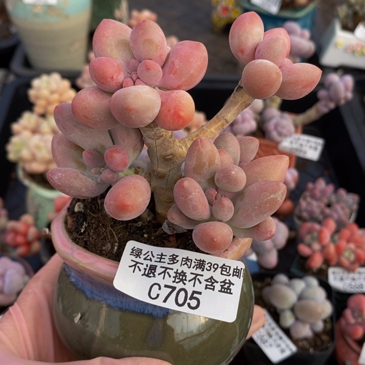 汤圆老桩7cm705多肉植物