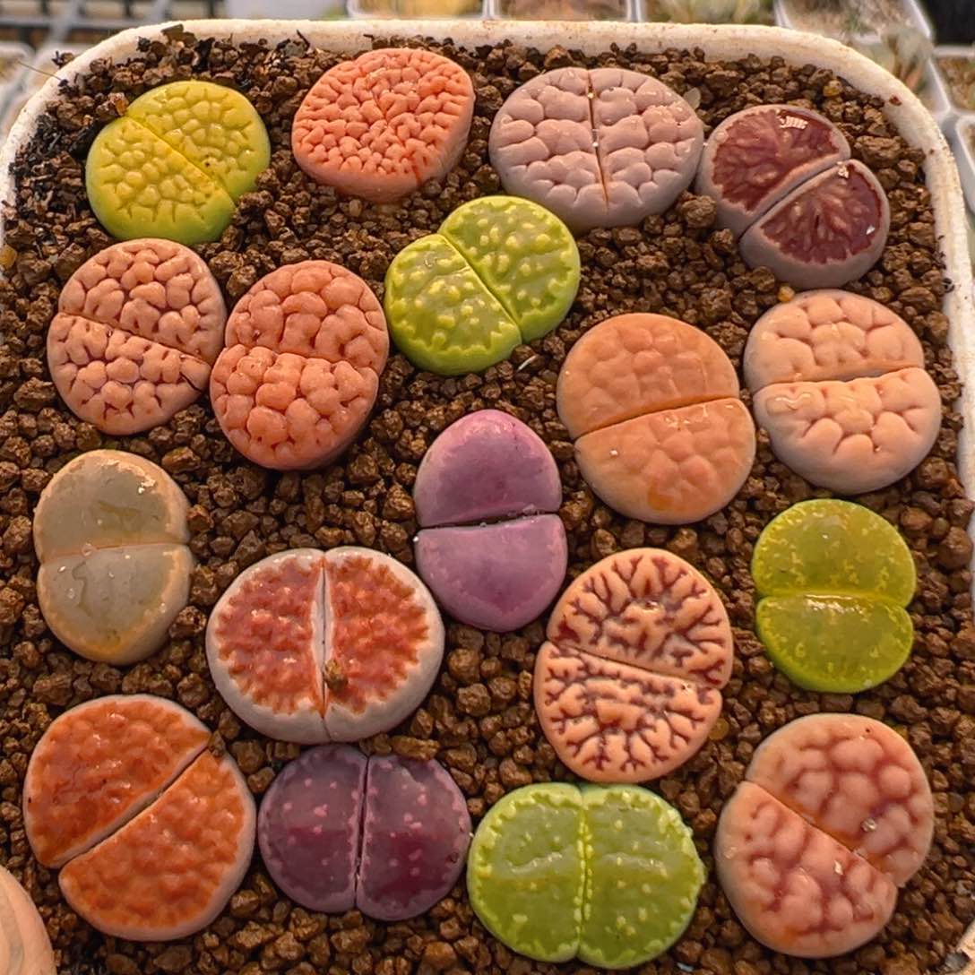61多肉植物百科生石花彩套