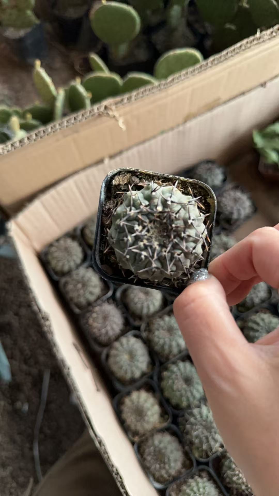 黑刺凤头     漳州基地直发货新手好养的室内外大号仙人球植物   
