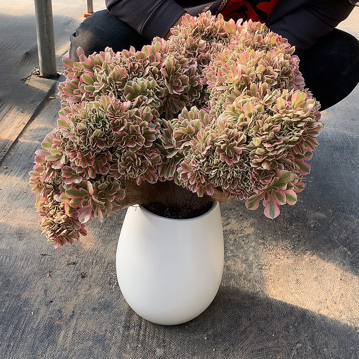 女巫朵朵脱土发户呀