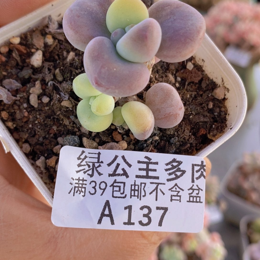 洛神3cm137多肉植物