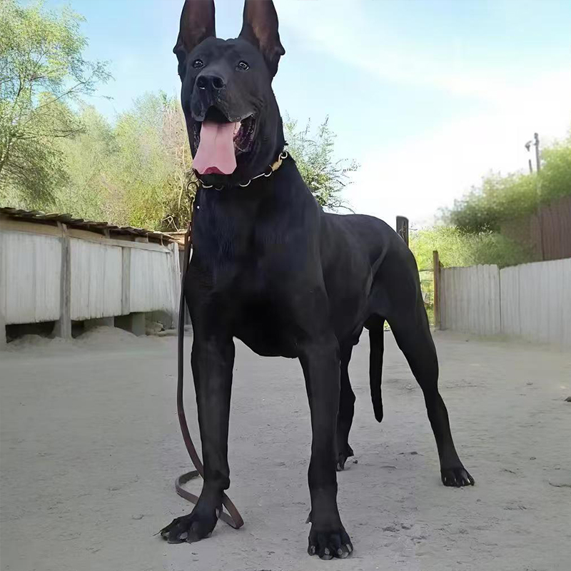 【小李养犬】墨界黑狼犬幼犬出售狗狗纯种高级宠物大型护卫犬活体狗