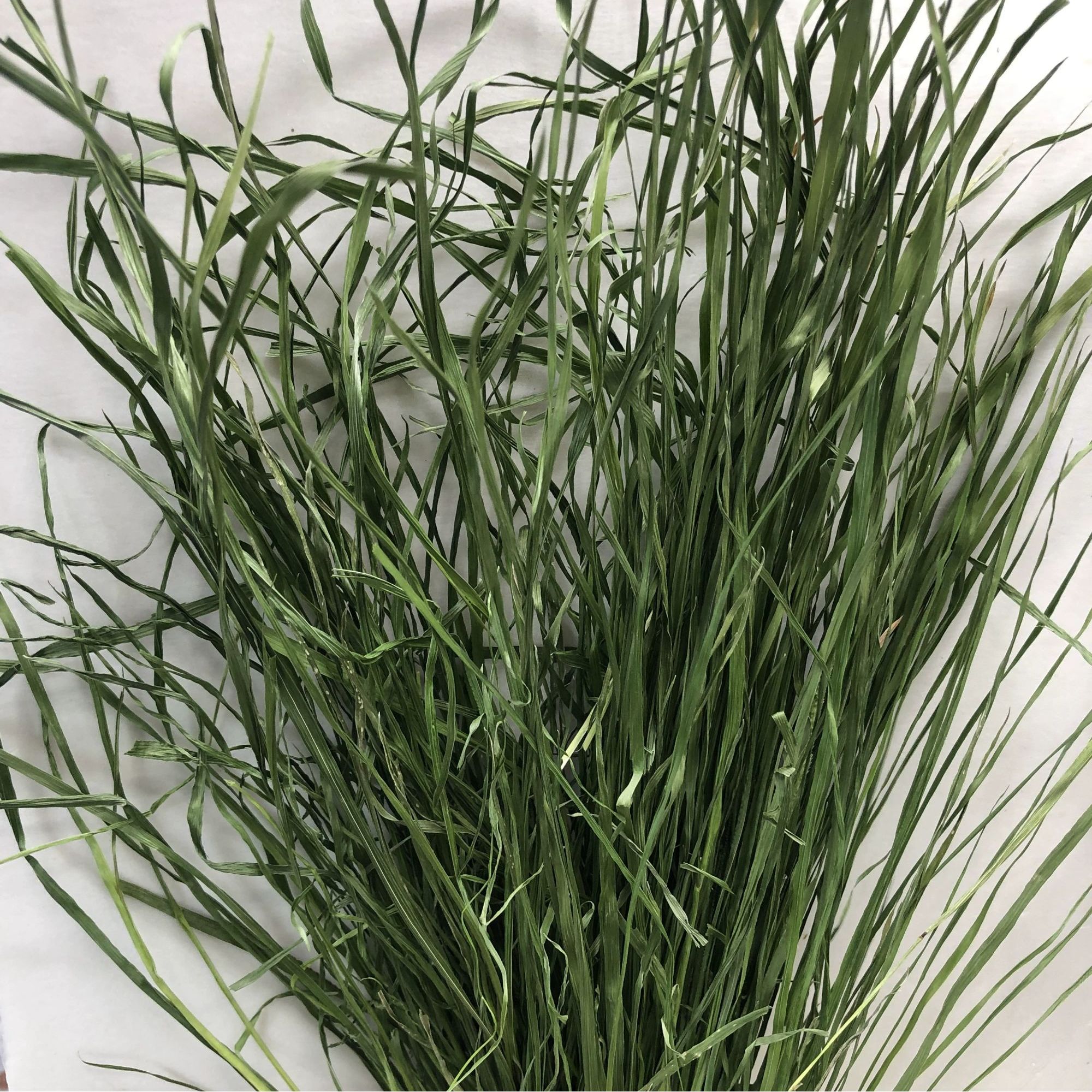 25年烘干头茬干草提摩西草南提嫩苗兔草提草豚鼠龙猫主草500g