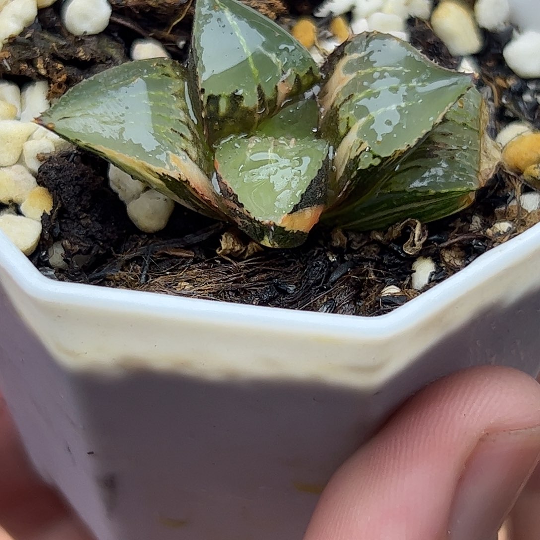 酒吞童子锦十二卷多肉植物