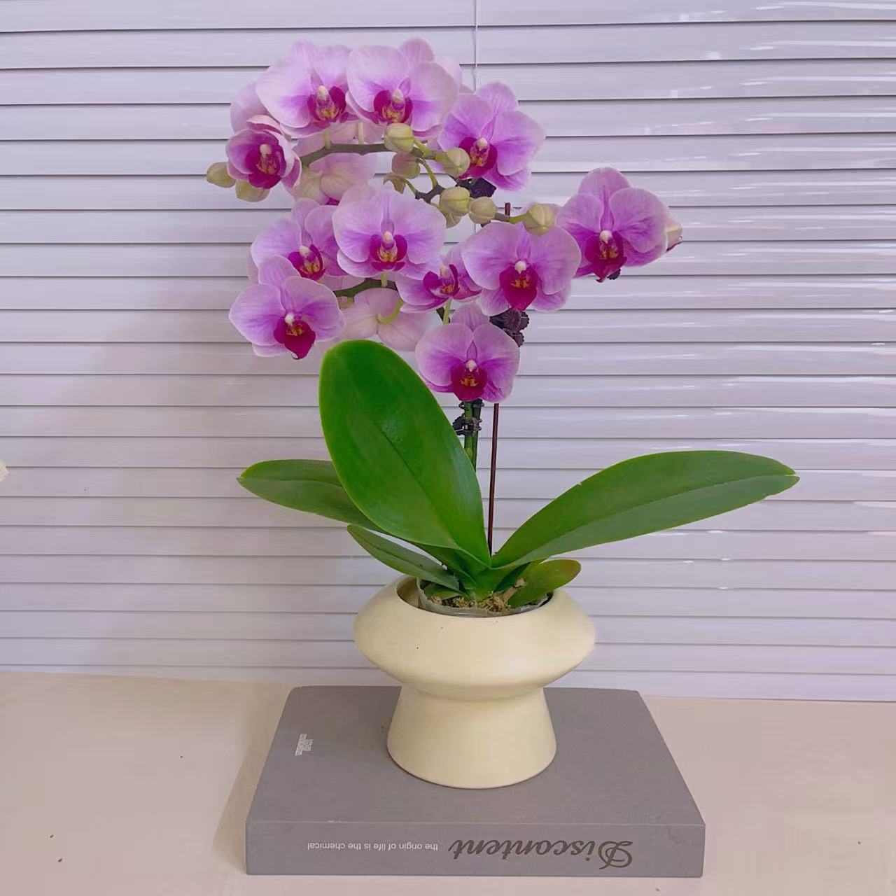 蝴蝶兰【宝贝】单花剑 蝴蝶兰 第二名 花色鲜艳 广州基地直发