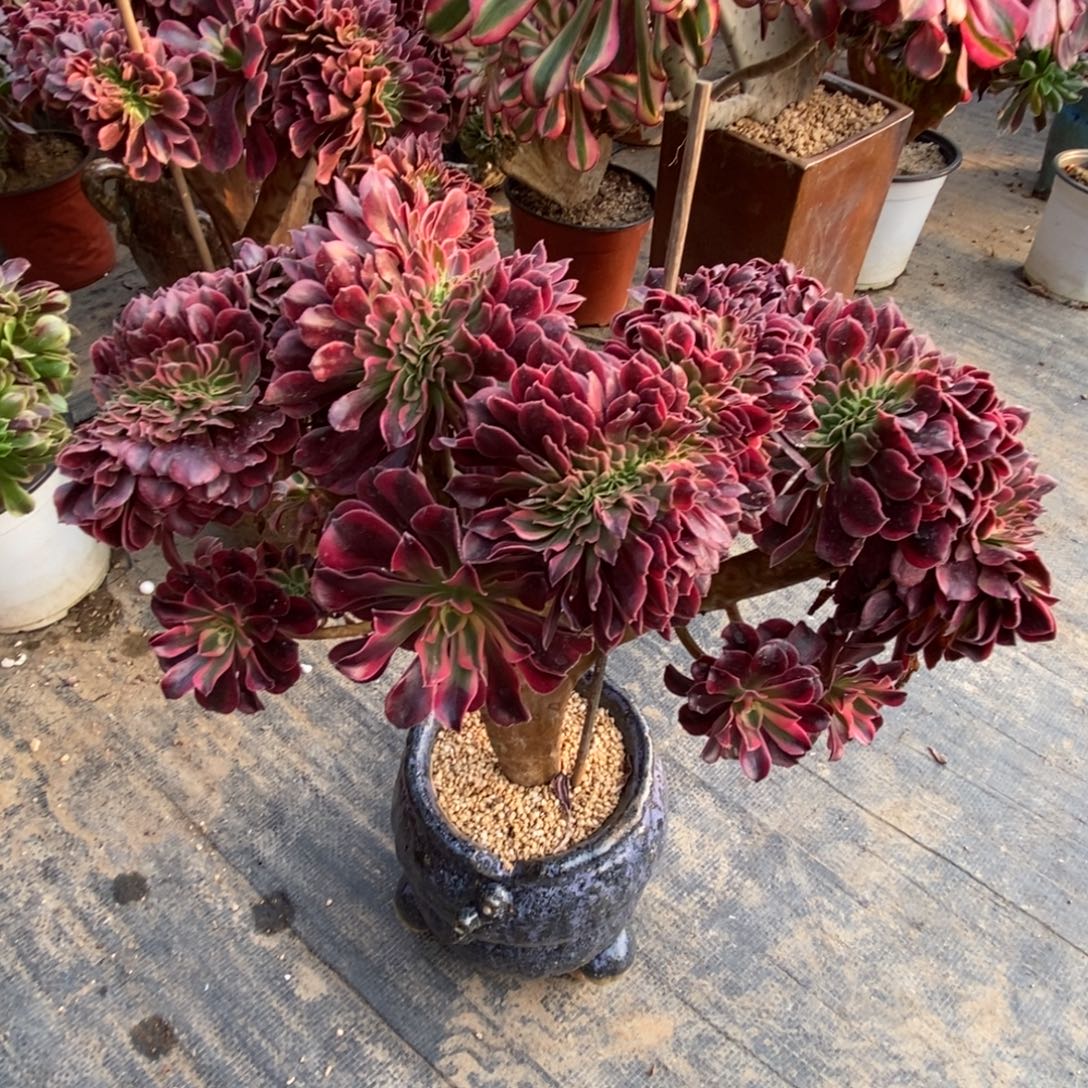 无花朵美杜莎缀化