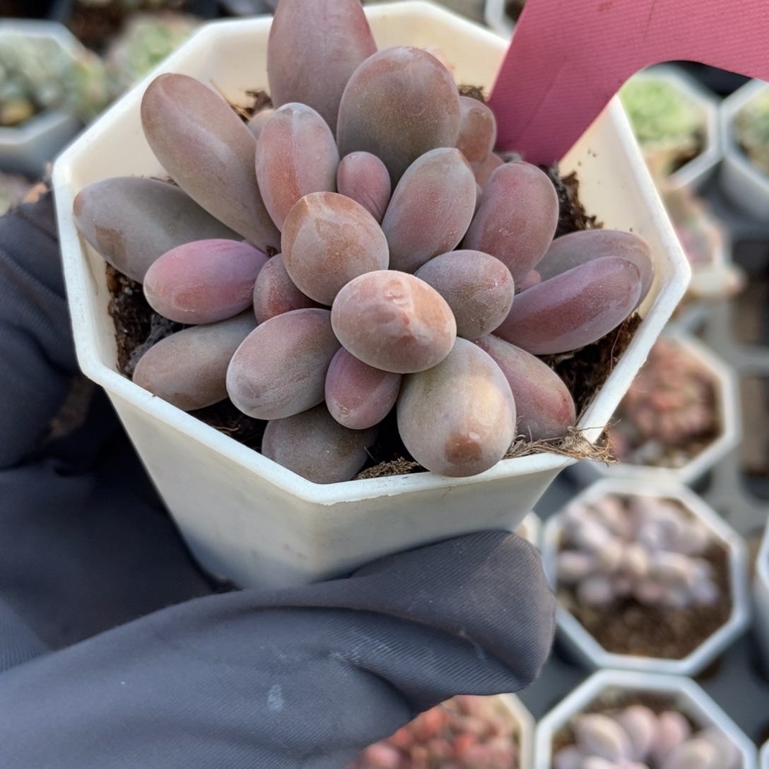 22红手指多肉植物