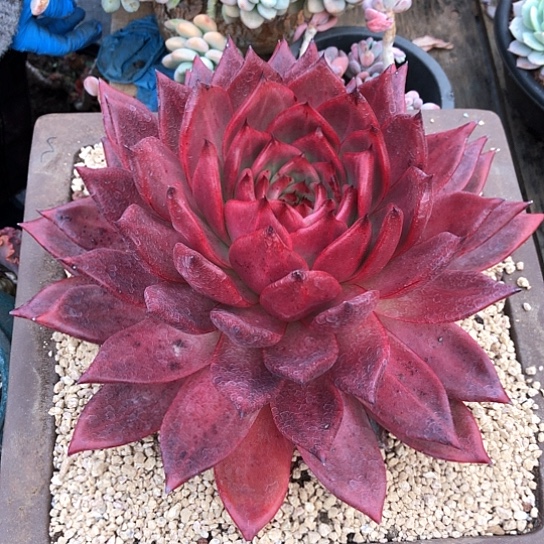 母本红钻一物一拍多肉植物