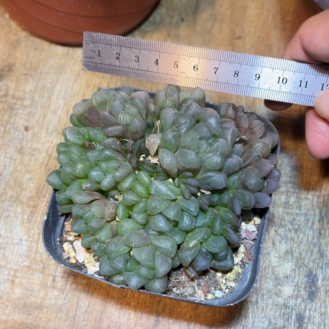 玉露大群一物一拍下单包邮