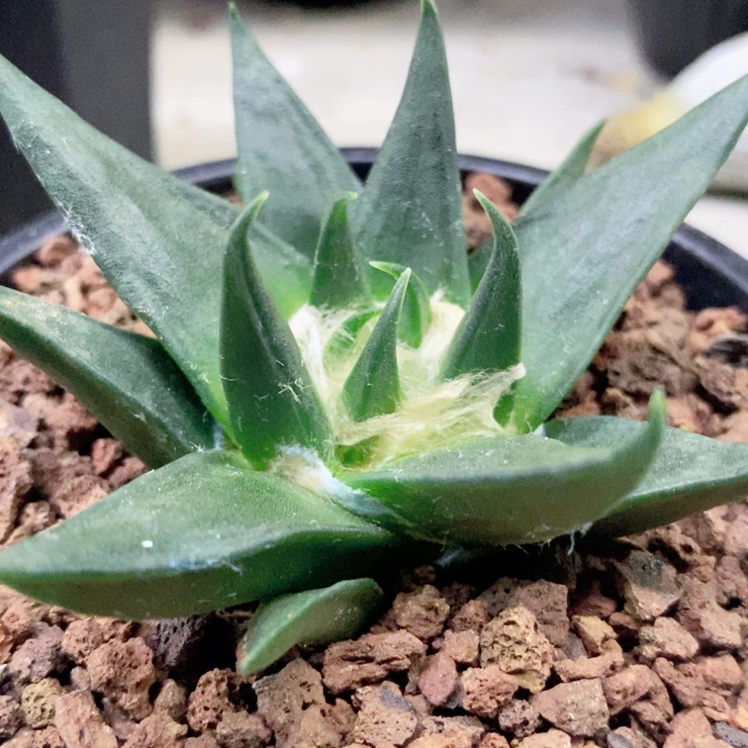 仙人球精品龙呀牡丹