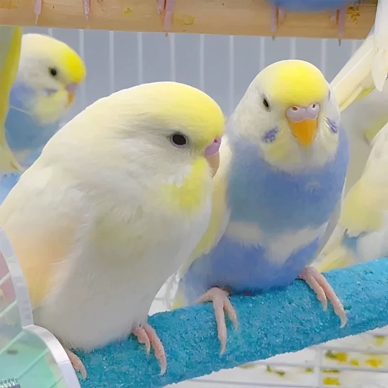 特色鹦鹉特色鹦鹉