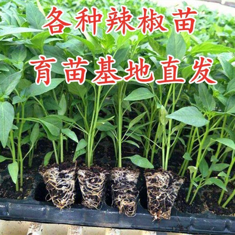 辣椒苗辣子苗尖椒苗线椒螺丝椒方椒杭椒青椒薄皮椒四季蔬菜苗秧苗