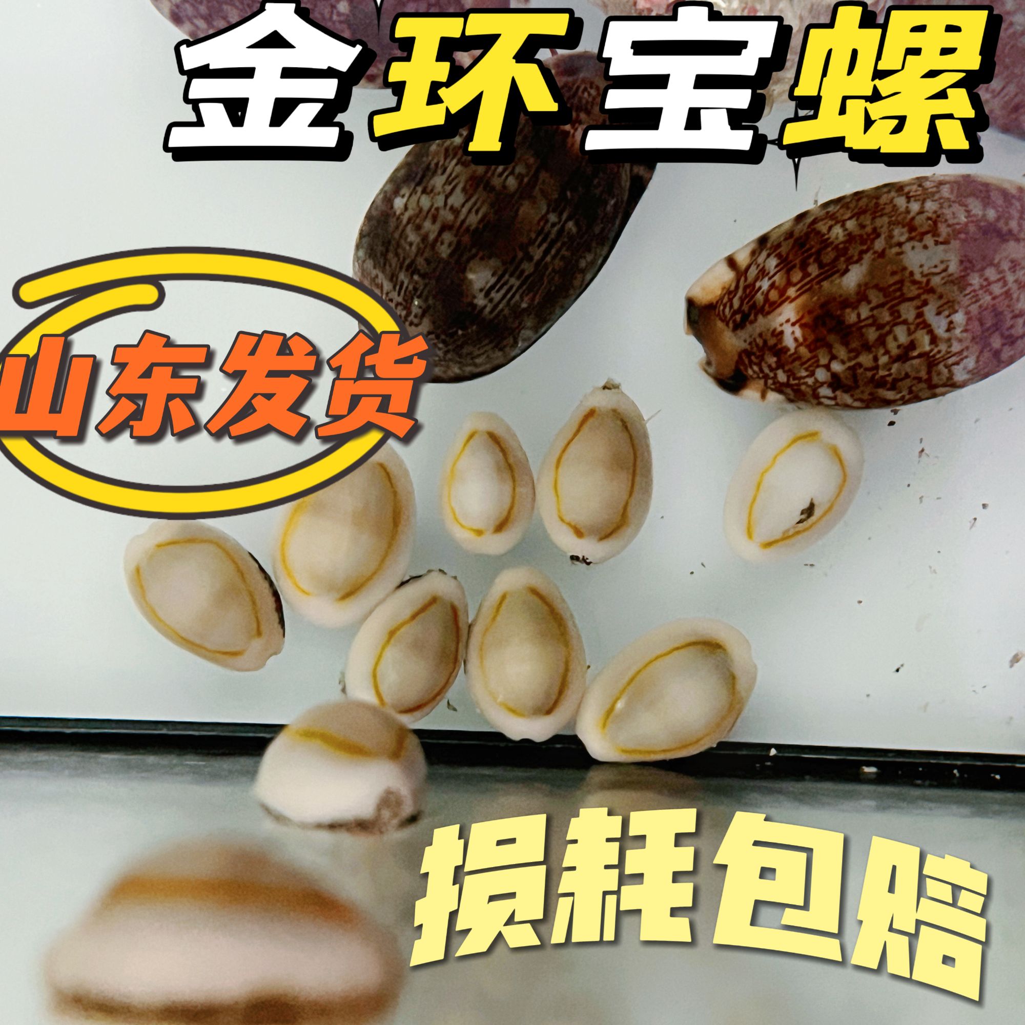 观赏海水螺除绿藻吃藻金环宝螺紫底星螺牛眼螺宝贝螺角蝾螺海缸