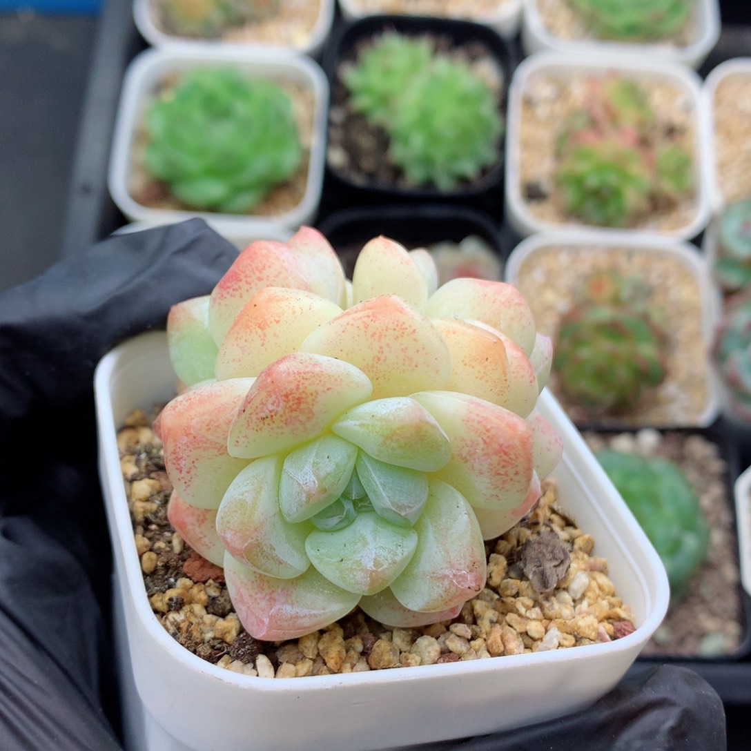 58包邮  群生不包整冰玉113