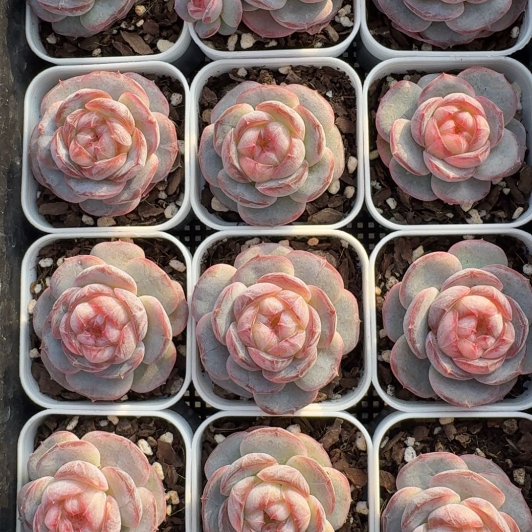 1212-168-紫萱单头量拍多肉