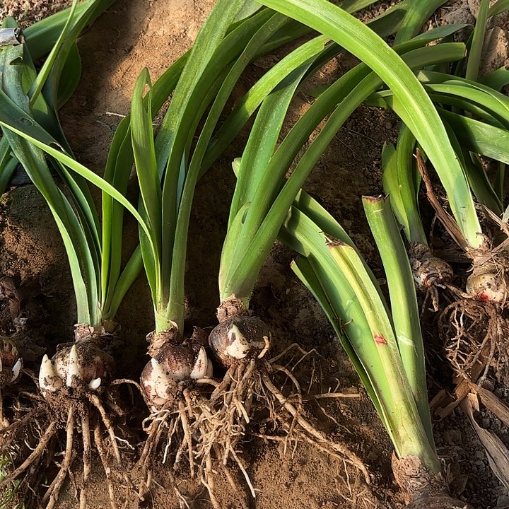 完全开放好东西，2棵组合带侧芽
