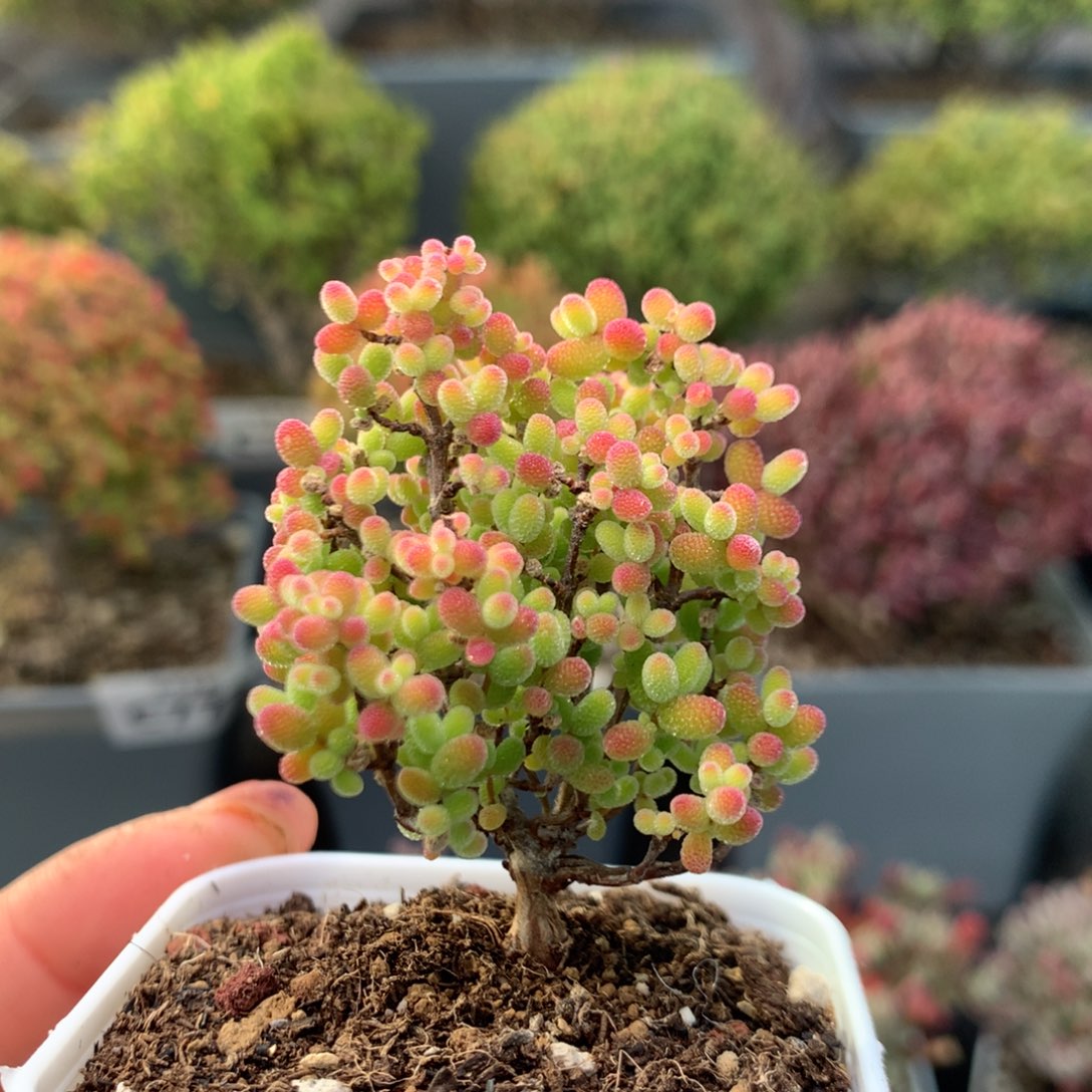 466蜜橘糖球开播福利        