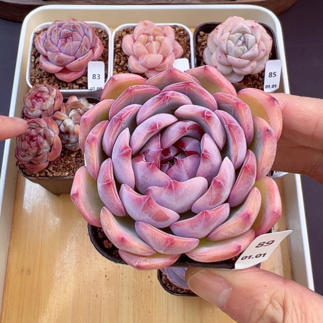 好好看89、哈哈哈哈