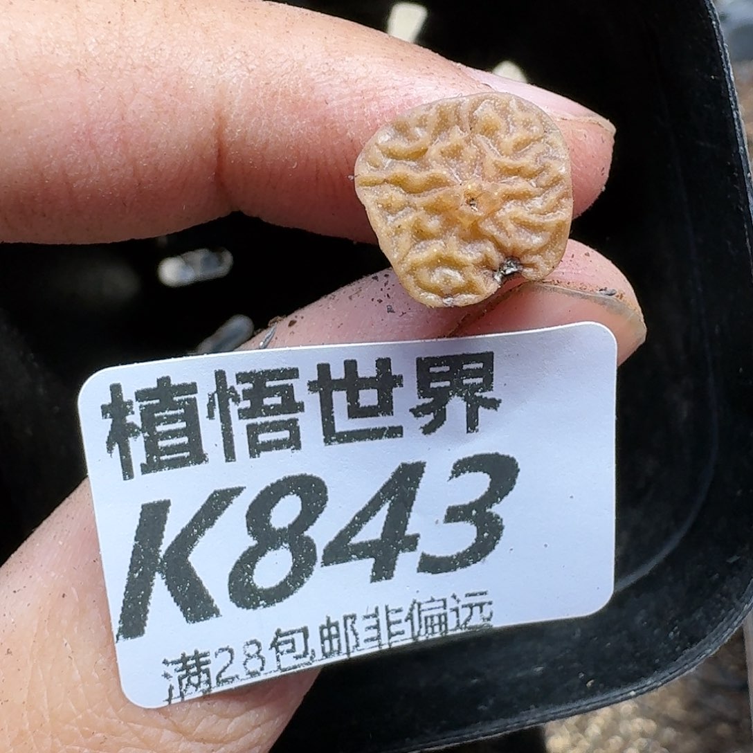 多肉植物多达fgnn