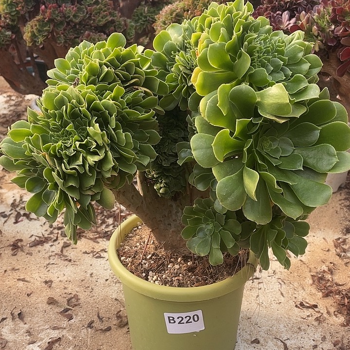 B220绿羊绒缀化38-1脱土包邮