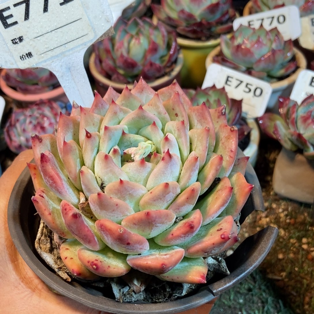 布林肯多肉植物771