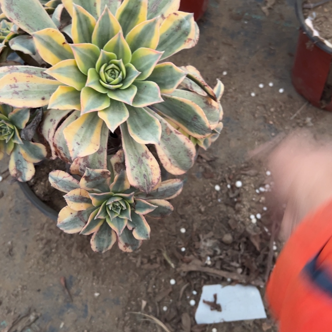 遇***.062灿烂多肉植物法师多肉