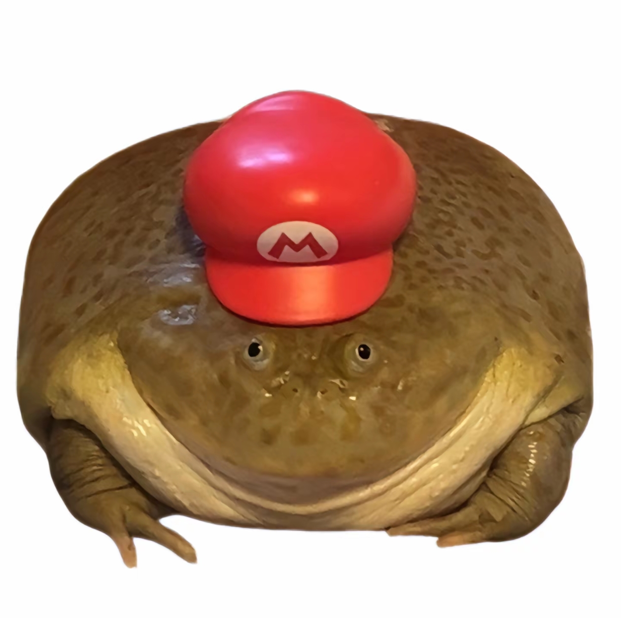 小丑包邮包活只包损不补发活体默认不支持七天无理由角蛙饲养箱