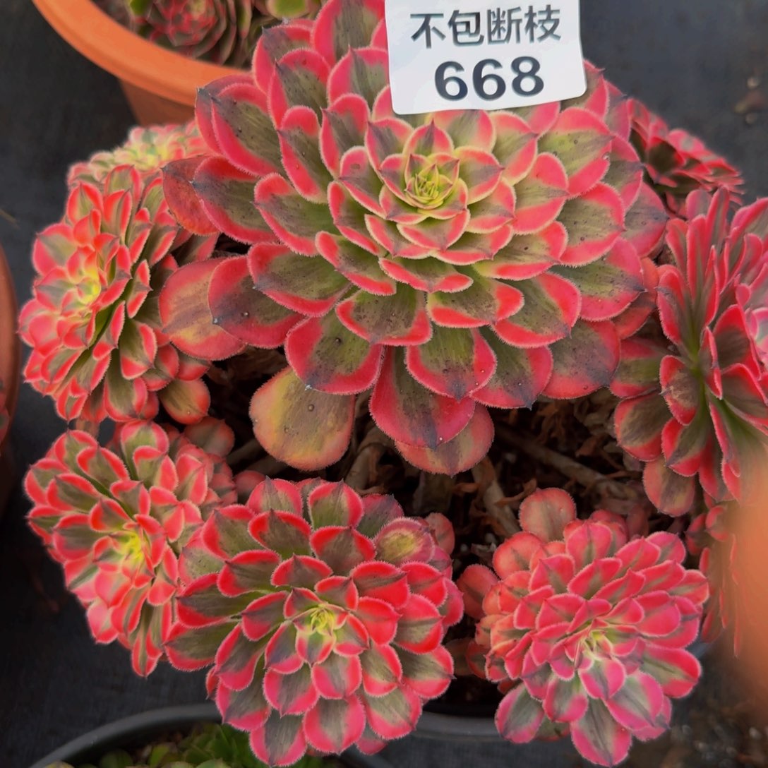 668多肉植物法师号