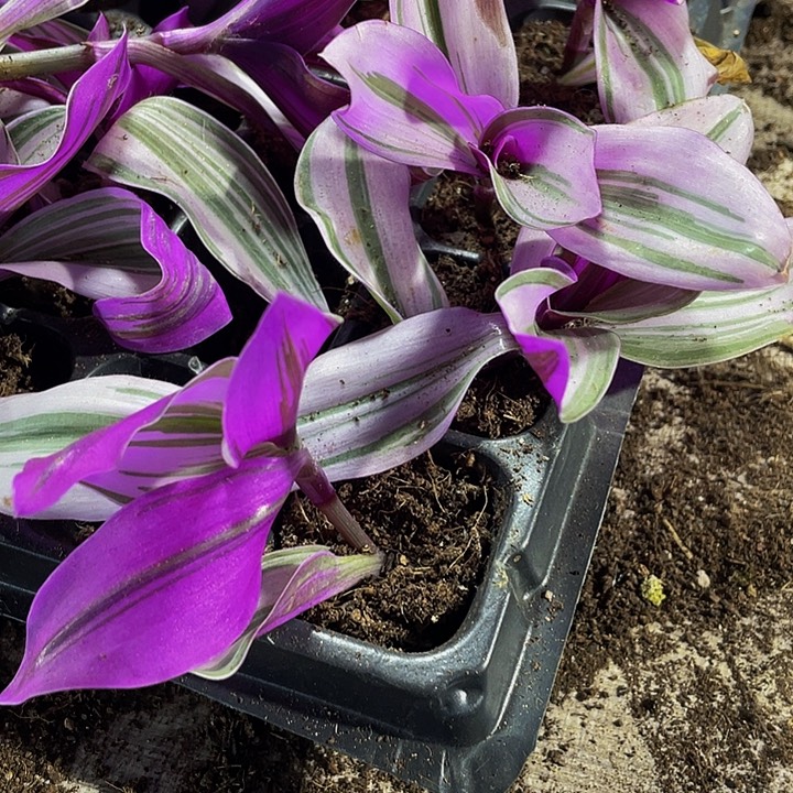 小油画1元带土发货