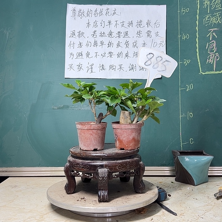完全开放云南紫掌中宝 一颗盲盒掌中宝 885