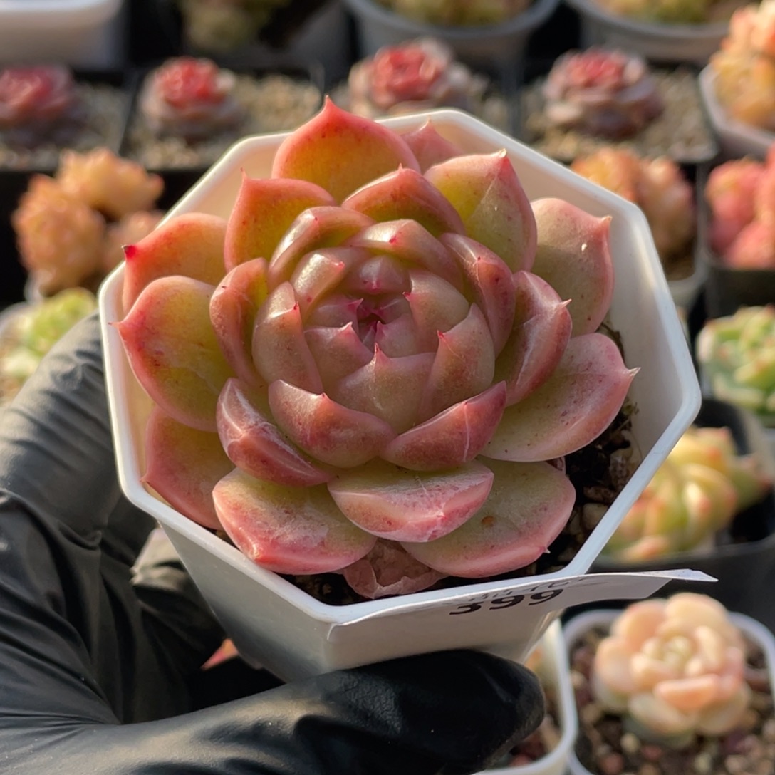 399号糖心冰心珍妮 芙丽娅