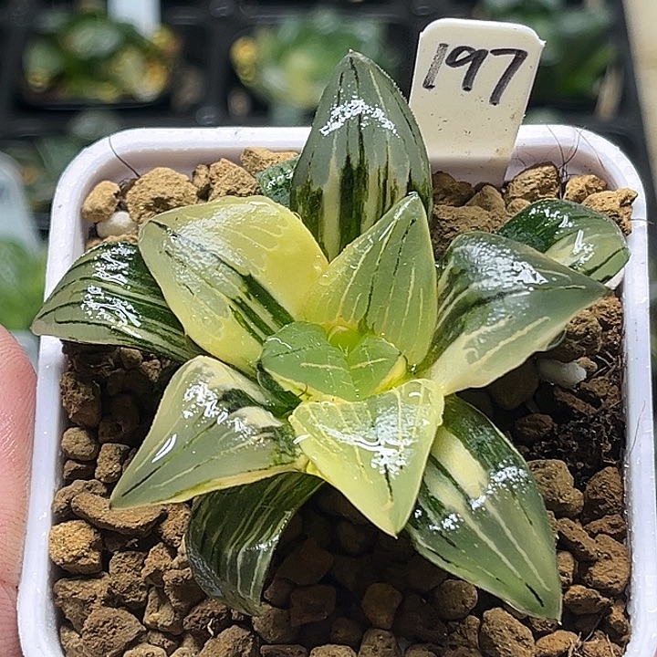 197红纹寿锦头家多肉十二卷