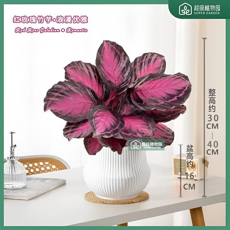 幸运女神红玫瑰竹芋盆栽室内客厅耐阴观叶植物办公室四季好养绿植