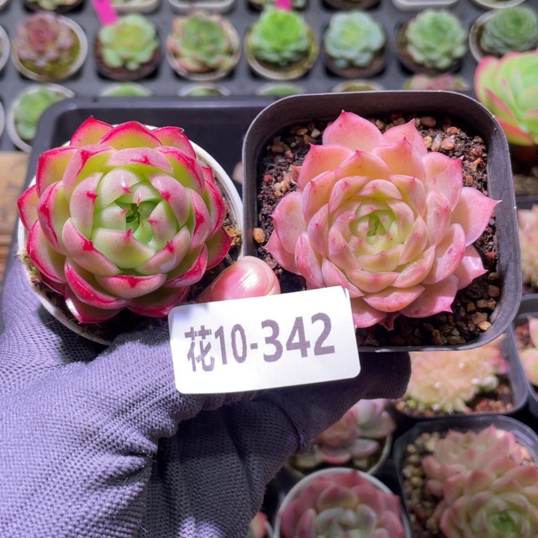 花利美10-342多肉2颗