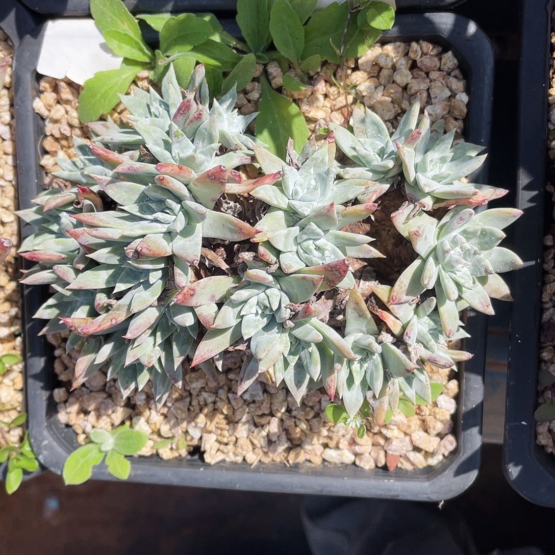 花*城苹果叶杂交老桩7620