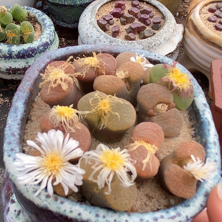 六年份风铃一颗         