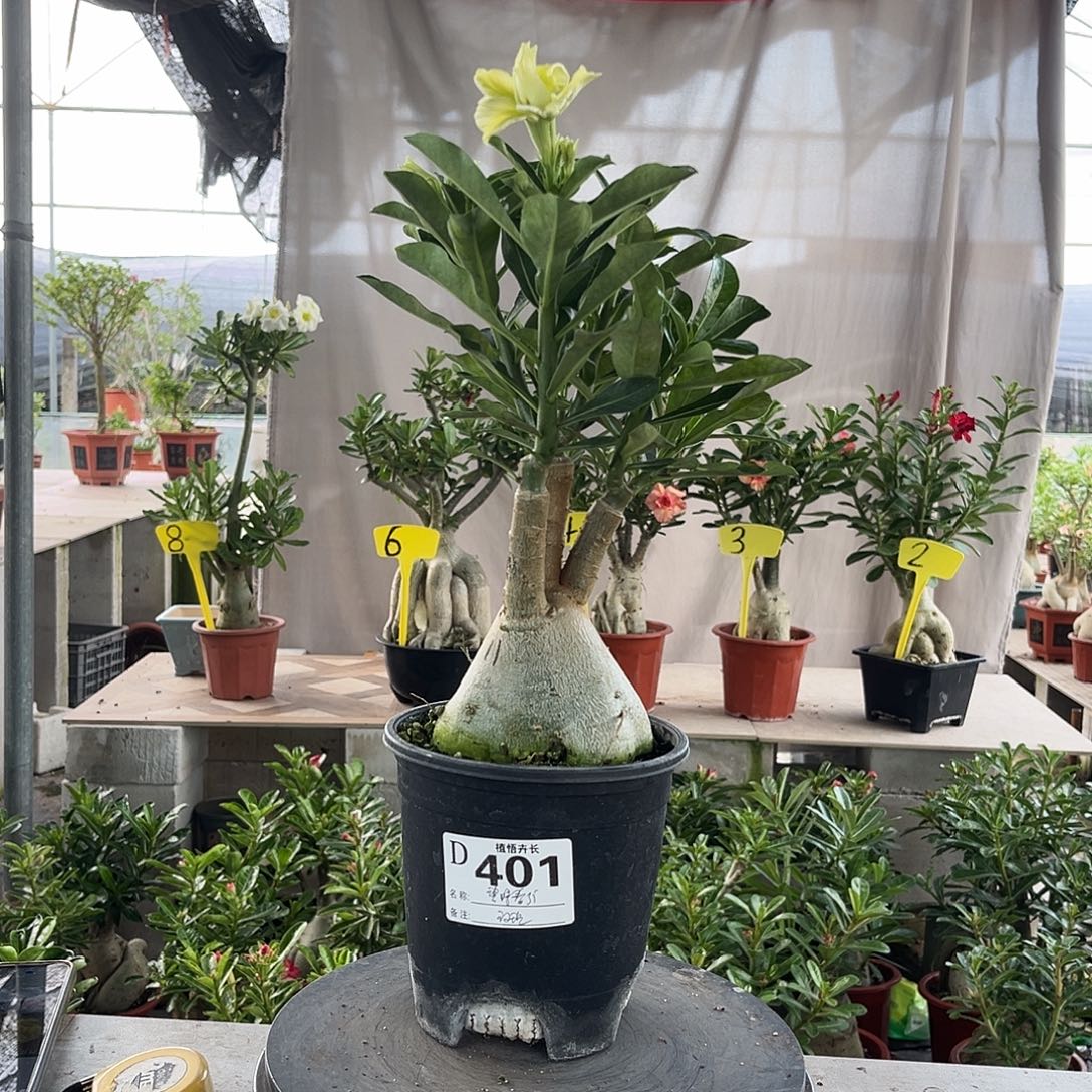 完全开放401碧螺春原盆土