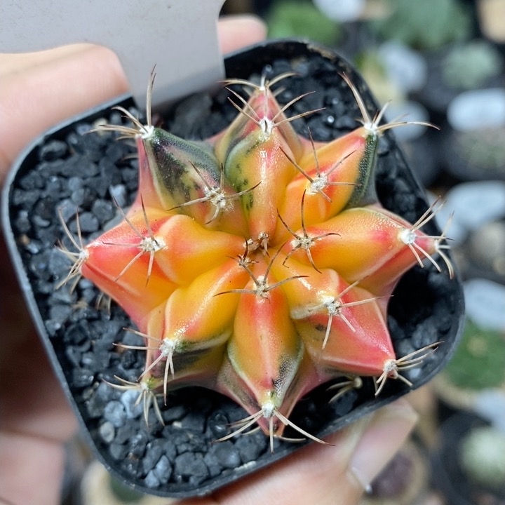 49号牡丹自然锦4.5cm