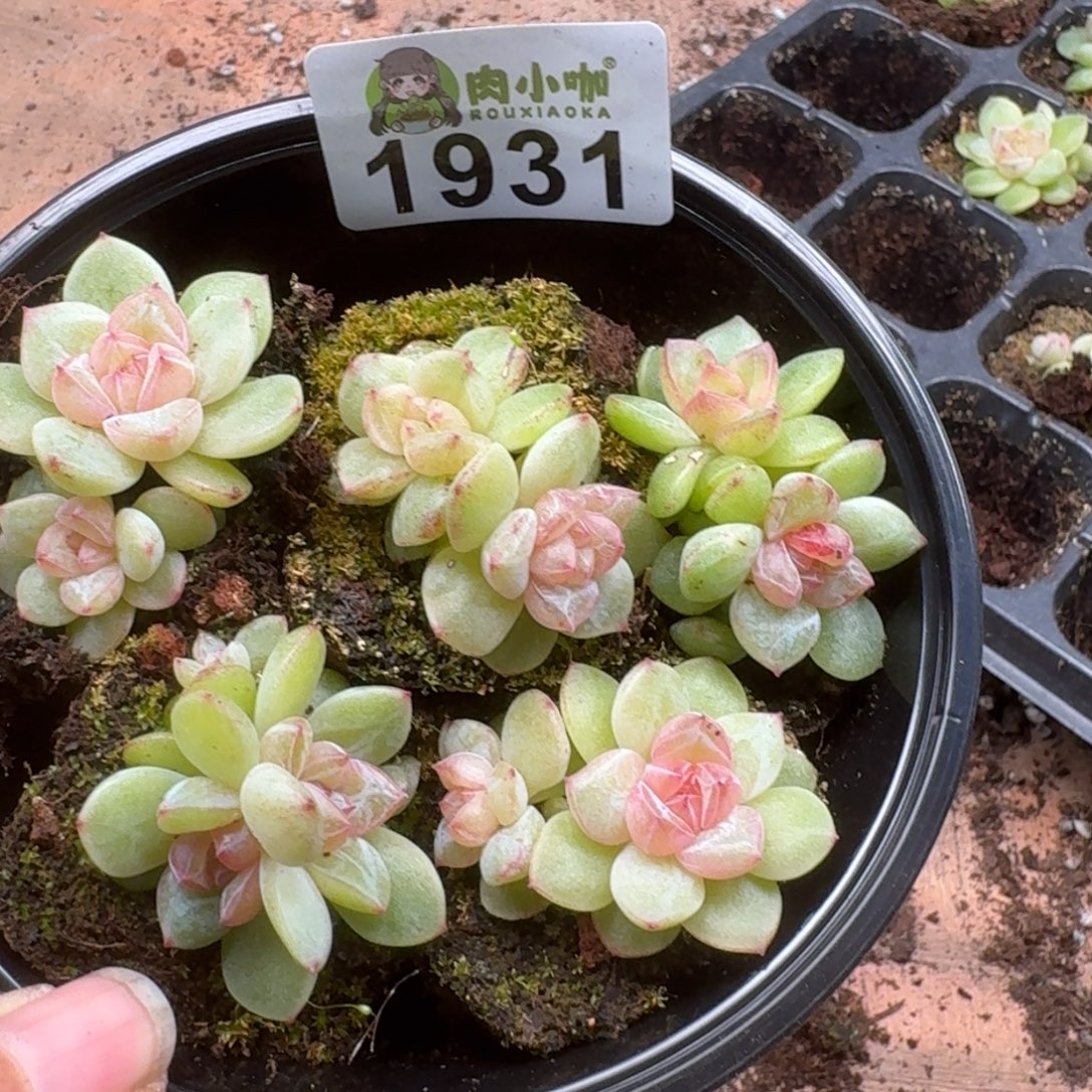 多肉植物多肉植物