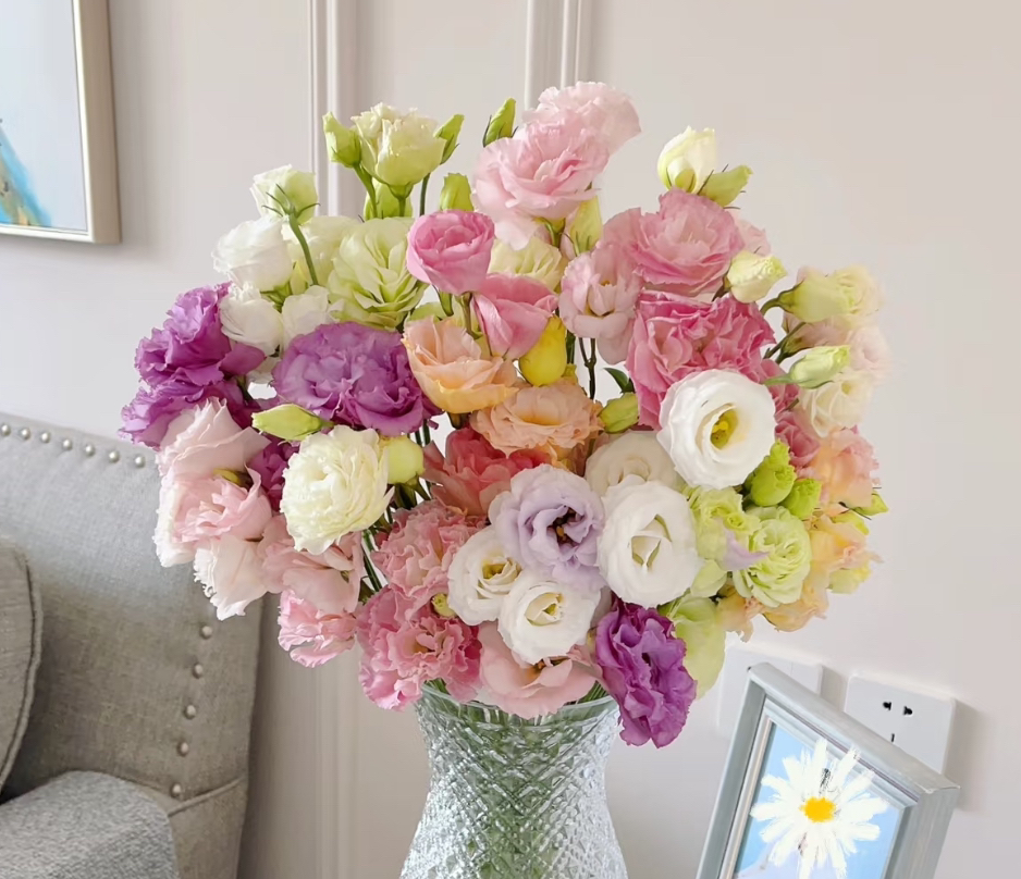 【基地洋桔梗】洋桔梗鲜花室内插花家居水养云南基地直发