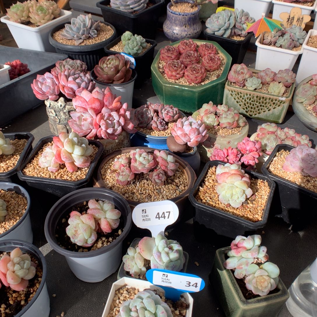 H***n447-34 冰玉石化多肉