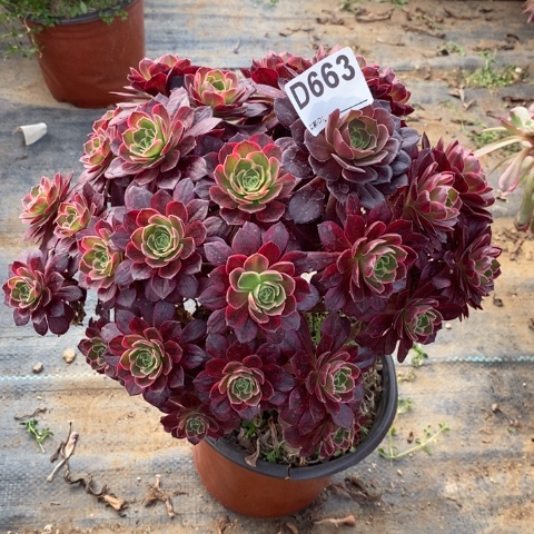 安娜多肉植物法师不包损