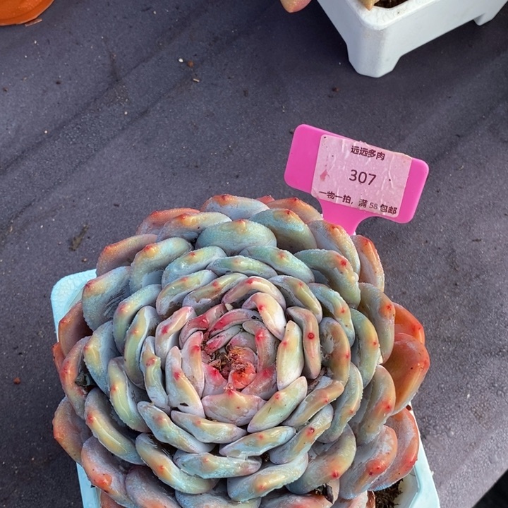 307橙子肉肉肉肉肉