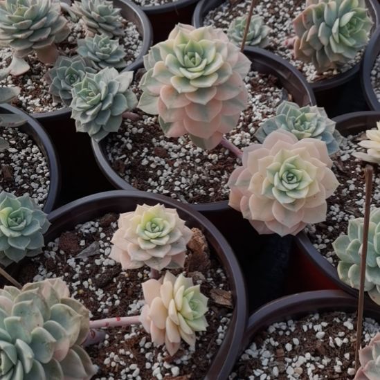 白牡丹超白锦（景天科）