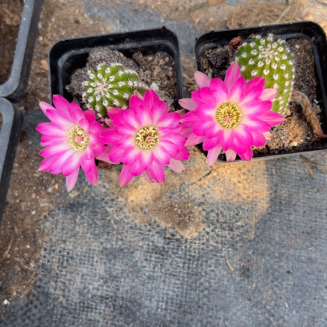 白檀仙人球524白檀单颗带跟