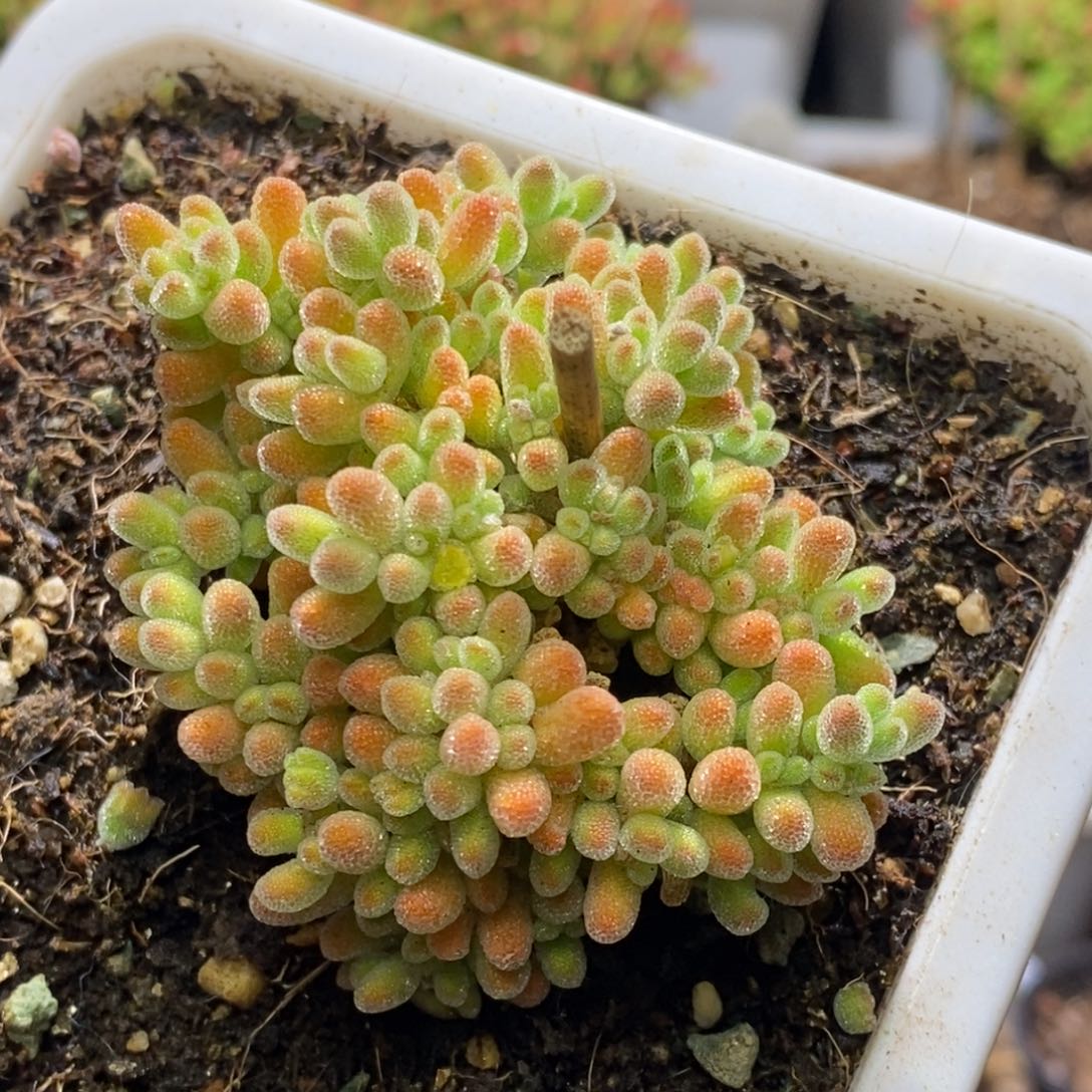 冰晶杂橙A689年后发货枝干番杏