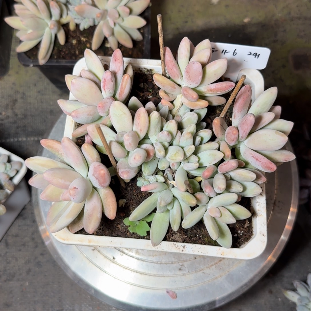 一物一拍白兰地捧花群241